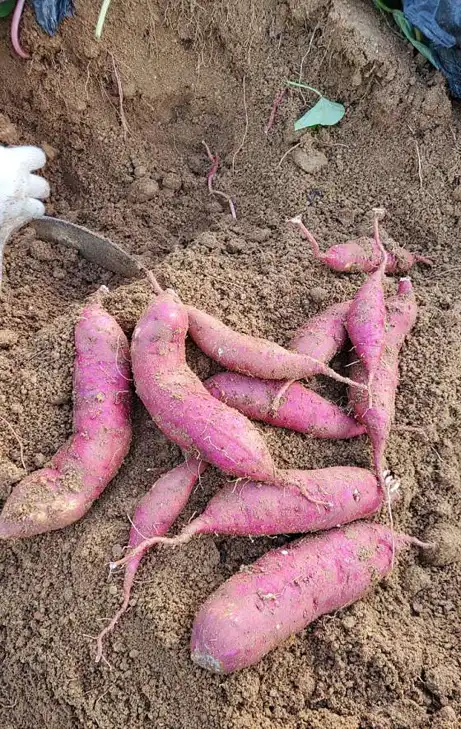 농부네곳간김포체험농장