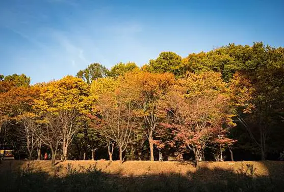 소이빙수