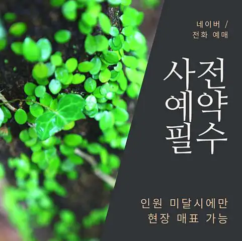 환상숲곶자왈공원