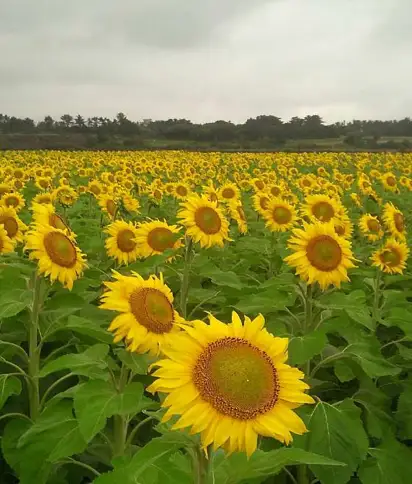 김경숙해바라기농장