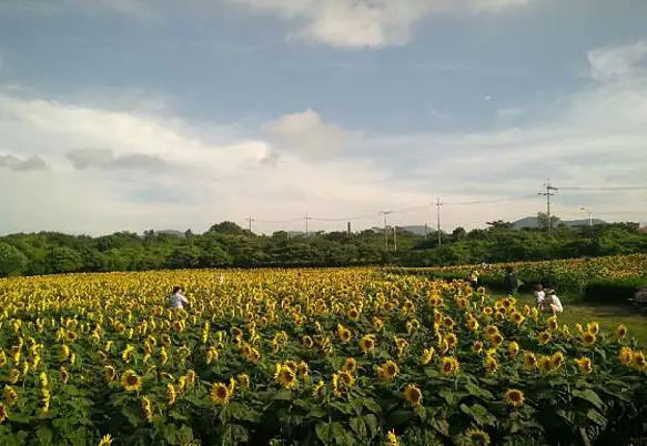 김경숙해바라기농장