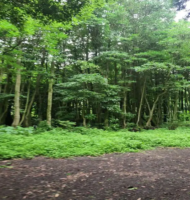 비밀의숲